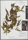 Foto von Salix alba L. x Salix fragilis L.